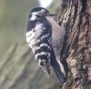 Lesser Spotted Woodpecker at Hockley Woods (Steve Arlow) (68157 bytes)